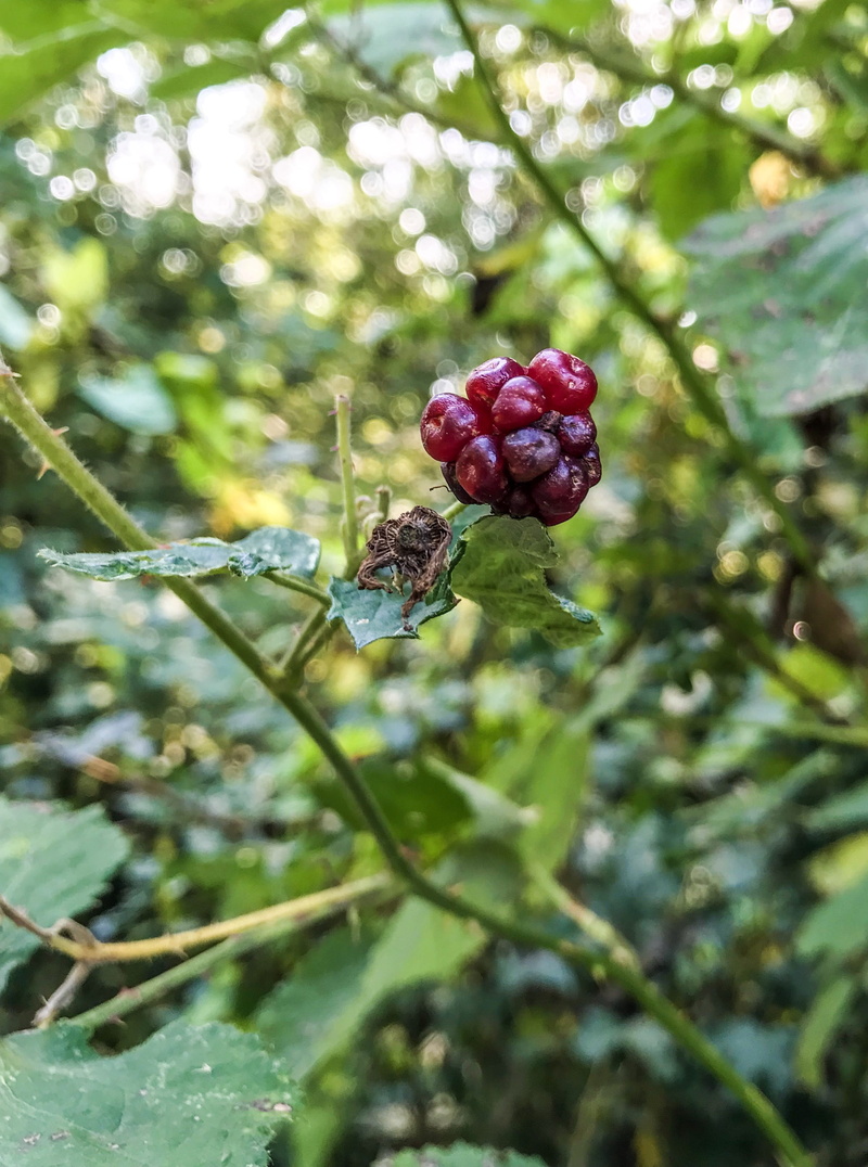 plant, exotic, wellbeing, beauty in nature, freshness, berry fruit, blackberries, blue, forest, black berries, fruit, summer, focus on foreground, healthy eating