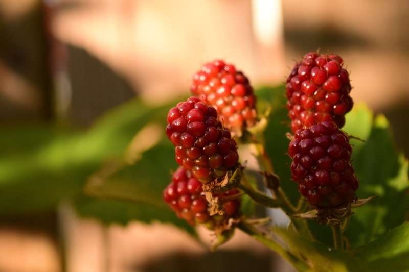 berry fruit, unripe blackberries, close-up, sunlight, ripe, healthy eating, no people, leaf, 5K, rowanberry, bush, red, fruit, blackberries, berries, food and drink