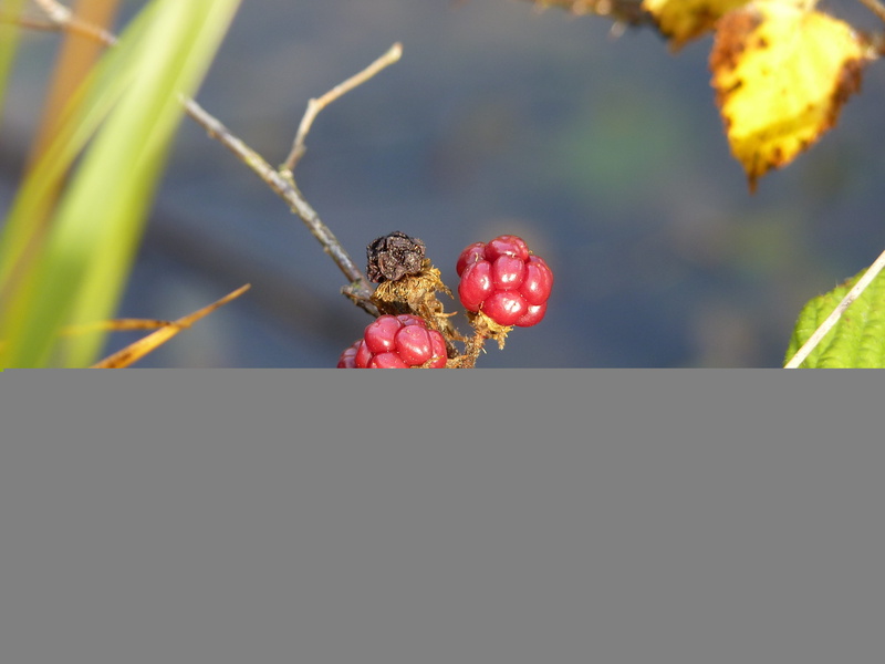 fruit, bramble, blackberry, fruits, selective focus, food, healthy eating, bush, wild, focus on foreground, outdoors, close-up, plant, spur, no people