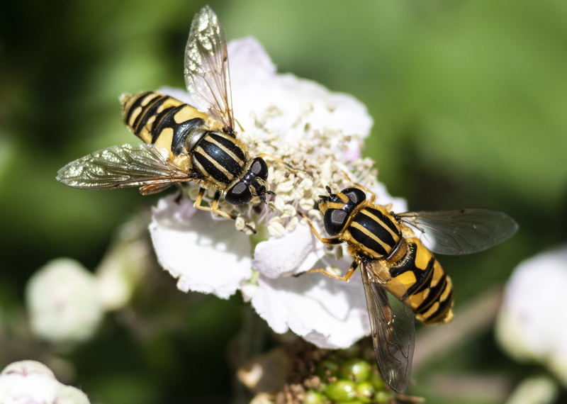 hover, flower head, flowering plant, pollen, animal themes, one animal, fly, vulnerability, bee, freshness, outdoors, beauty in nature, close-up, focus on foreground