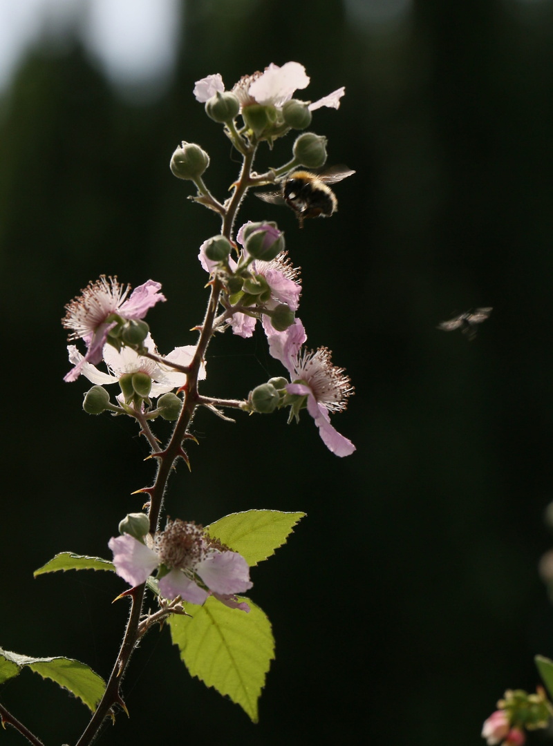 day, 2K, growth, flower, pollen, nature, beauty in nature, flora, close-up, petal, selective focus, inflorescence, flower head, outdoors, brambles, summer