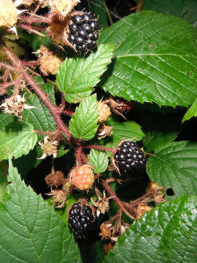food and drink, fruit, 4K, close-up, ripe, berry fruit, food, vegetation, brambles, freshness, horticulture, insect, outdoors, agriculture, botany, berry