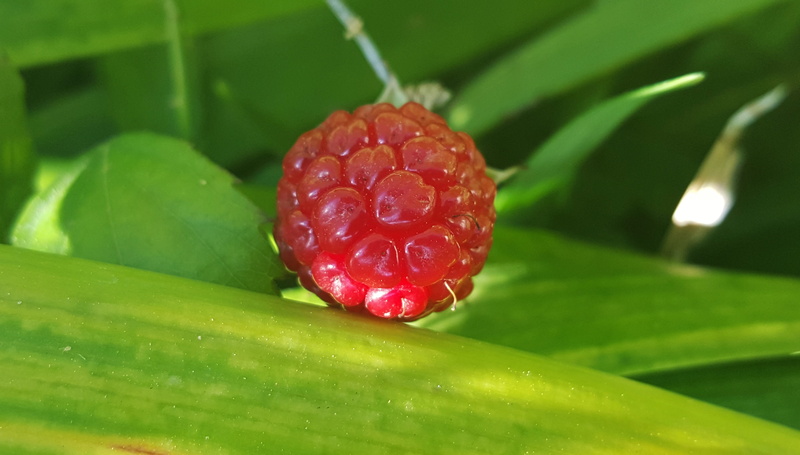outdoors, freshness, fruit, unripe, close-up, wet, close up, red, dew, water, hidden gem, bramble fruit, no people, berry, ripe, berry fruit, blackberries