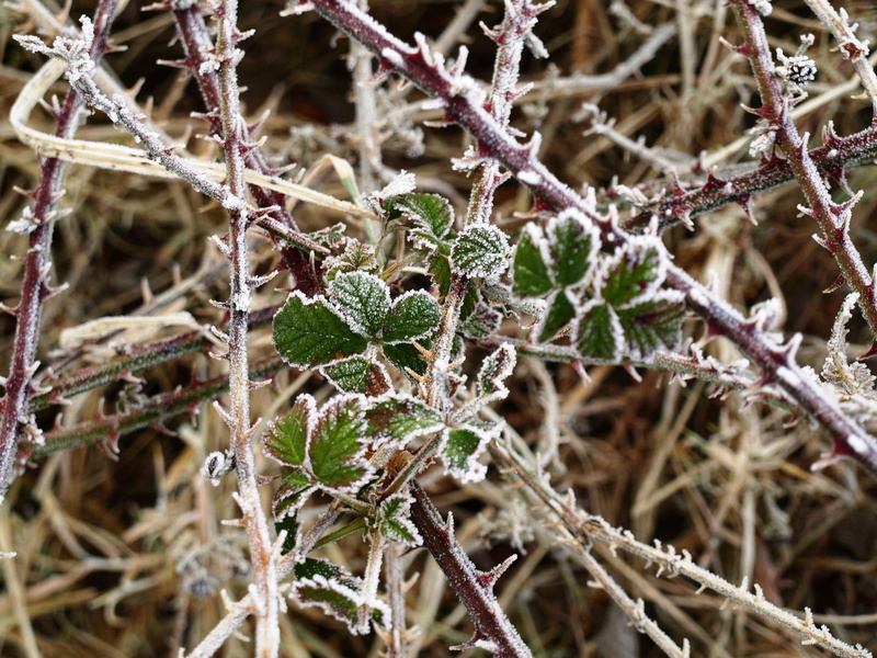 twig, no people, outdoors, branch, bramble, growth, branches, vulnerability, complexity, cold temperature, 2K, winter, lichen, frozen, icy, tree, fragility