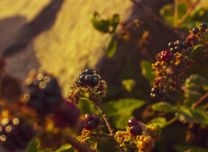 animals in the wild, fruit, animal, beauty in nature, wildlife, invertebrate, freshness, raspberry, animal themes, food, close-up, queensferry, scotland