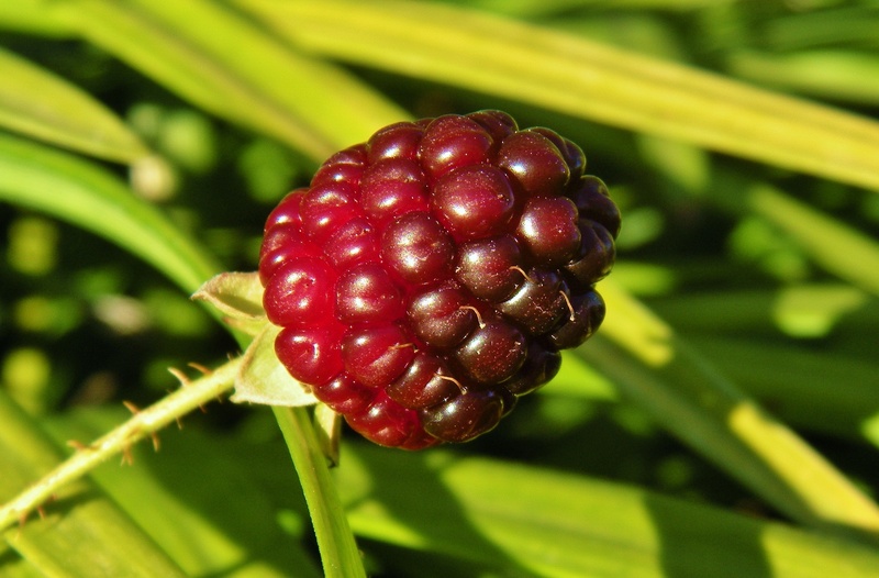 healthy eating, bramble fruit, food, fruit, outdoors, rosaceae, blackberries, plant part, no people, freshness, close up, ripe, beauty in nature, green color
