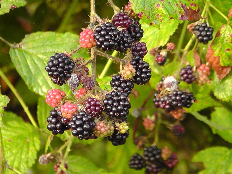 nature, blackberries, fruit, outdoors, 2K, bramble, healthy eating, food and drink, blackberry, vitamins, freshness, fruits, day, blackberry - fruit, berries