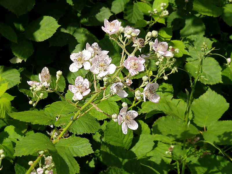petal, nature, white flowers, bramble, beauty in nature, plant, green color, flower head, growth, white color, outdoors, flowering plant, plant part, flowers