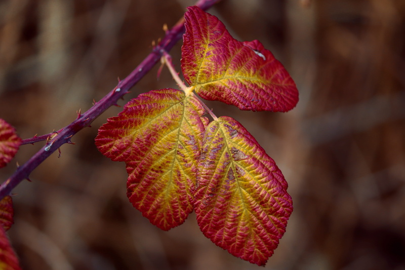 blackberry, day, nature, fall color, autumn collection, fall leaves, rubus sectio rubus, vulnerability, blackberry leaves, mood, plant part, change, autumn