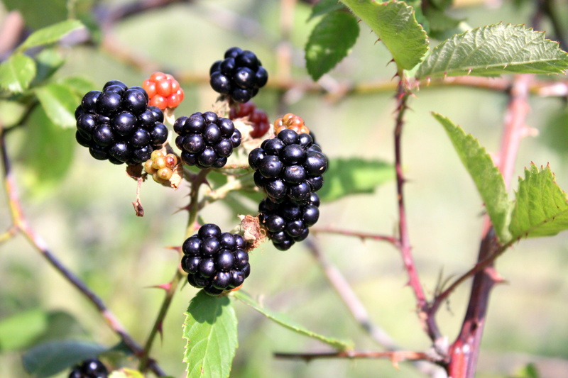 tree, healthy eating, nature, no people, close-up, fruit, ripe, plant part, growth, berry fruit, 4K, leaf, outdoors, food and drink, berry, blackberry - fruit