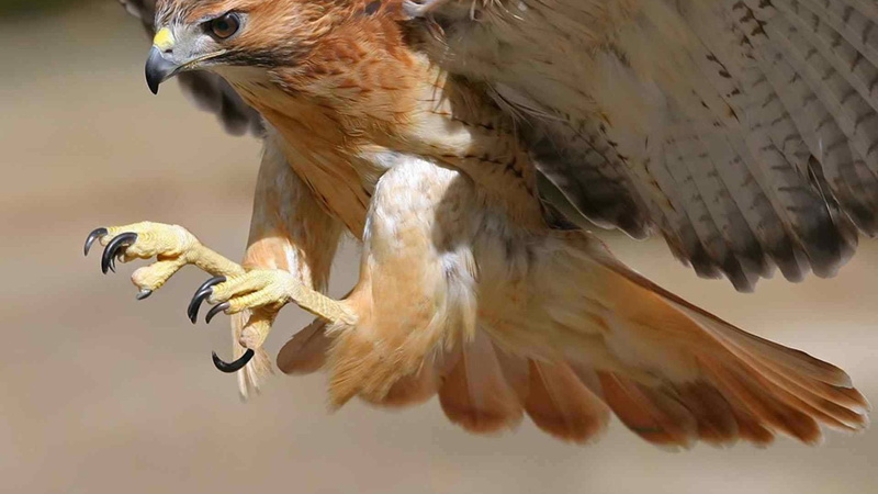 animal themes, nature, animals, freedom, coucal, birds, vertebrate, beak, falcon - bird, flapping, cuckoo, eagle - bird, gull, flight, animals in the wild