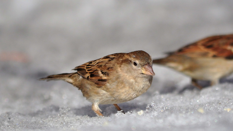 4K, brambling, animal, one animal, bird, red-backed sandpiper, selective focus, outdoors, animals, full length, nature, animal wildlife, day, animal themes