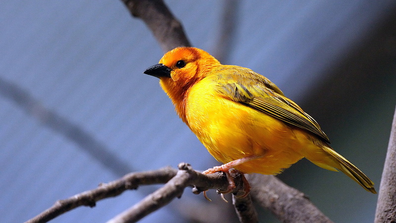 animals, day, tree, animal wildlife, songbird, yellow, branch, nature, animal, bee eater, goldfinch, plant, animals in the wild, wing, outdoors, focus on foreground