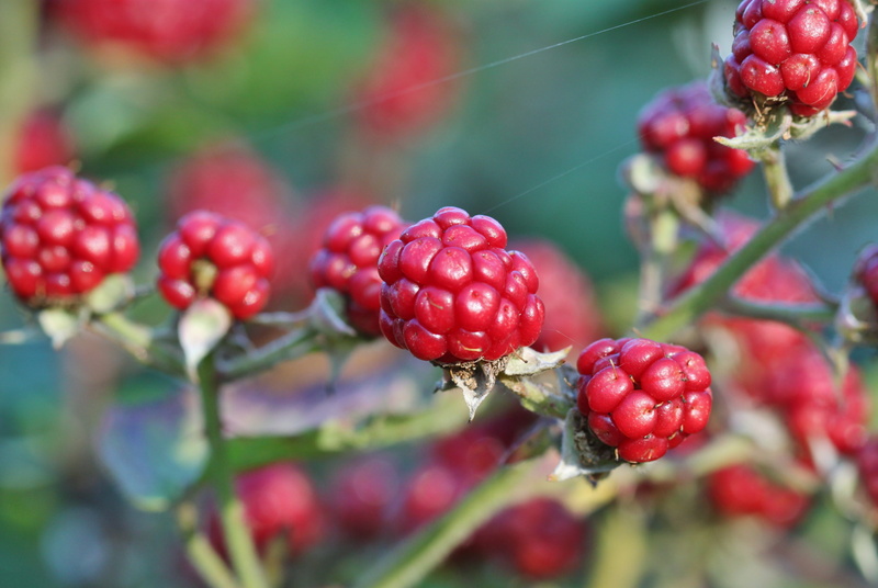 branch, ripe, 4K, red, selective focus, day, focus, wellbeing, freshness, bramble, tree, red currant, blackberries, fruit, macro, close-up, photography