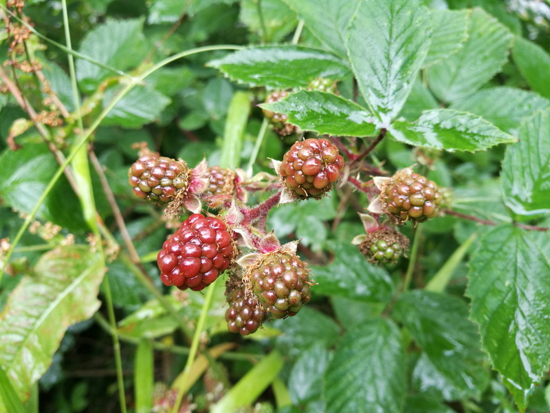leaf, fruit, green color, focus on foreground, ripe, close-up, berries in hedgerow, red, tree, day, plant part, plant, brambles, ripe berries, berry fruit