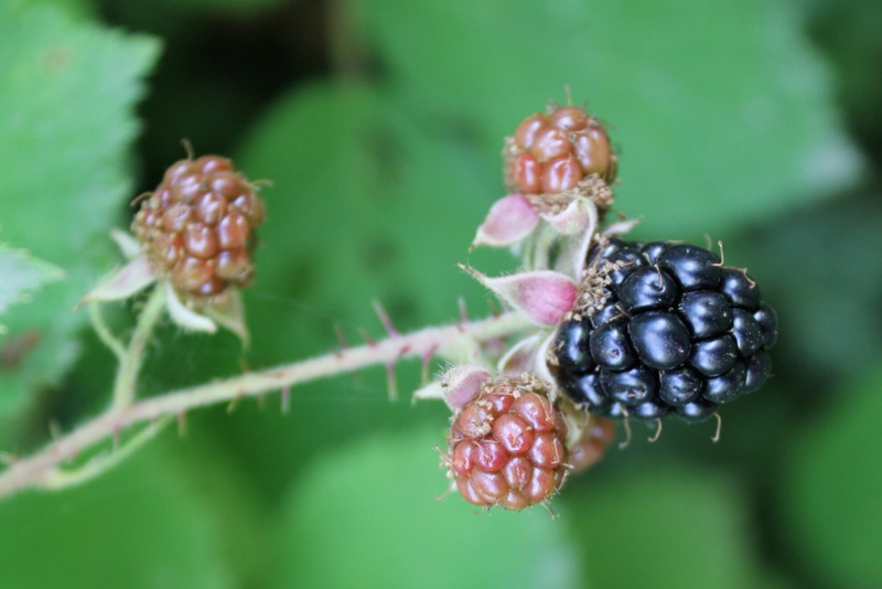 nature, food and drink, focus on foreground, berry fruit, bush, food, blackberries, fruit, healthy eating, unripe, ripe, growth, green color, freshness
