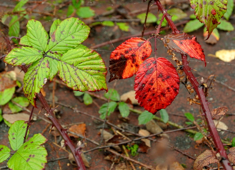 outdoors, green color, autumn, leaf vein, natural condition, 2K, land, close-up, food, leaf, plant part, growth, tree, beauty in nature, high angle view