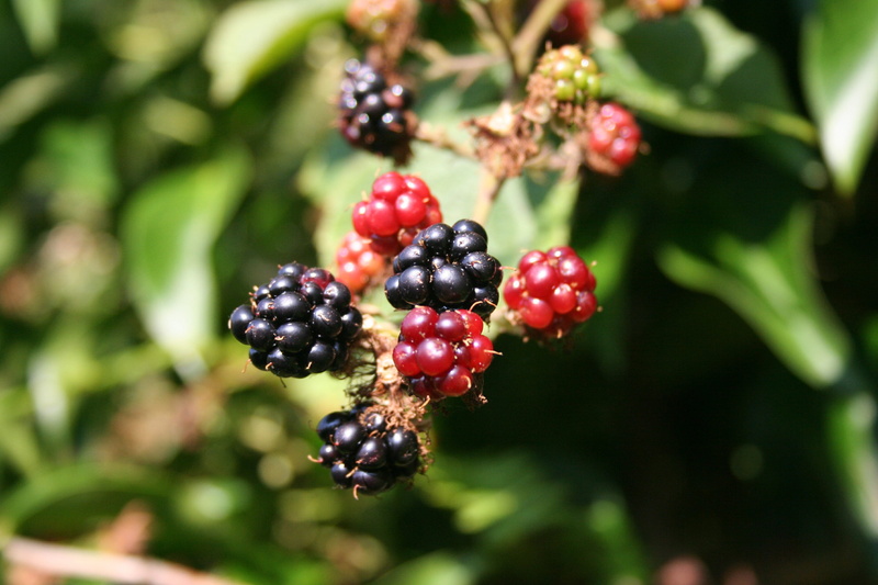 plant, blackberry, harvest, day, nature, unripe, thorns, tree, black, growth, fruit, leaf, close-up, focus on foreground, 2K, berries, food and drink
