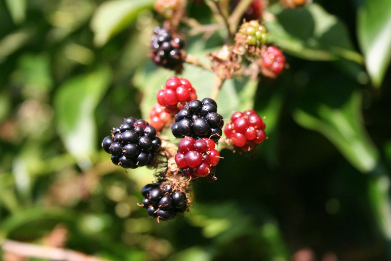 outdoors, food, blur, day, berry fruit, unripe, food and drink, healthy eating, growth, colours, no people, wellbeing, blackberries, nature, plant, close-up