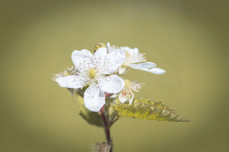 nature, freshness, petal, nature recording, softness, white color, selective focus, vulnerability, 4K, growth, blossom, pollen, no people, bloom, colored background