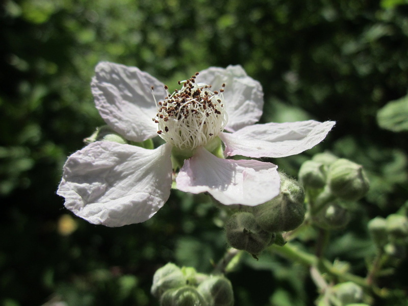 wild, Blackberry, purity, flower head, outdoors, growth, plant, freshness, petal, vulnerability, Bramble, no people, focus on foreground, botany, flora