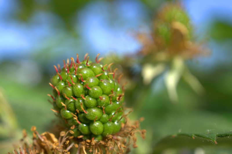 outdoors, beauty in nature, fruit, immature, growth, blackberry, bush, semi mature, no people, leaf, 4K, healthy eating, summer, green, focus on foreground
