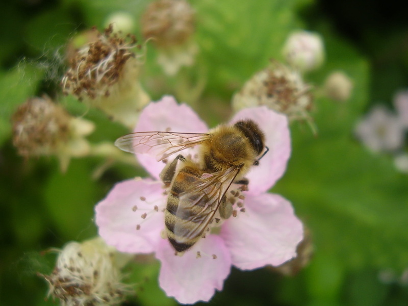 macro, close-up, 1080P, berry bush, nature, bug, one animal, beauty in nature, flowering plant, insect, bee, honeybee, rubus fruticosus, vulnerability