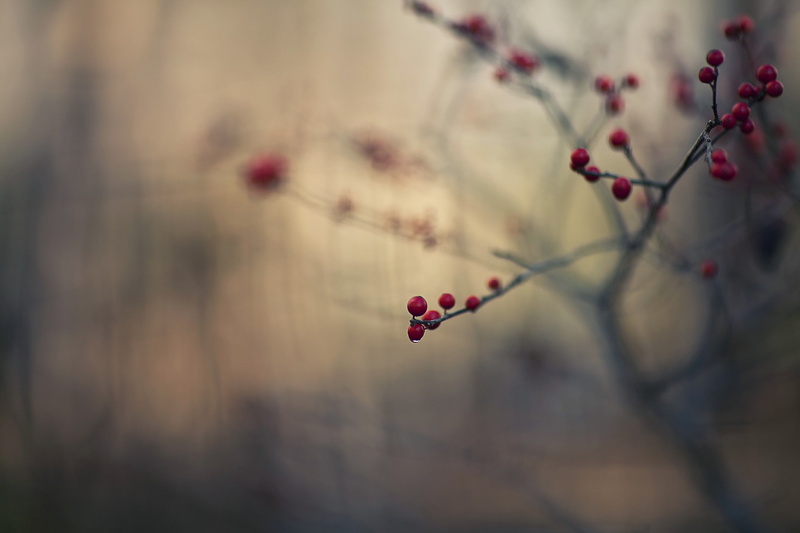 springtime, close-up, healthy eating, freshness, berries, plants, leaf, food and drink, white, no People, defocused, winter, season, flower, 2K, fruit