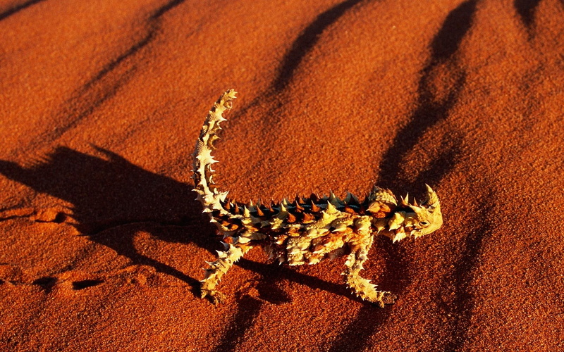 lizard, desert, devil, 1080P, sand, animals, thorny