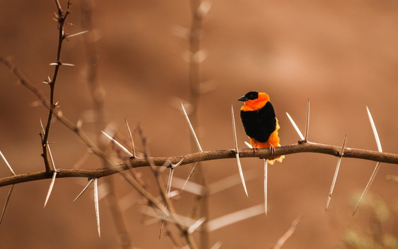 bird, thorny, 2K, branch, animals