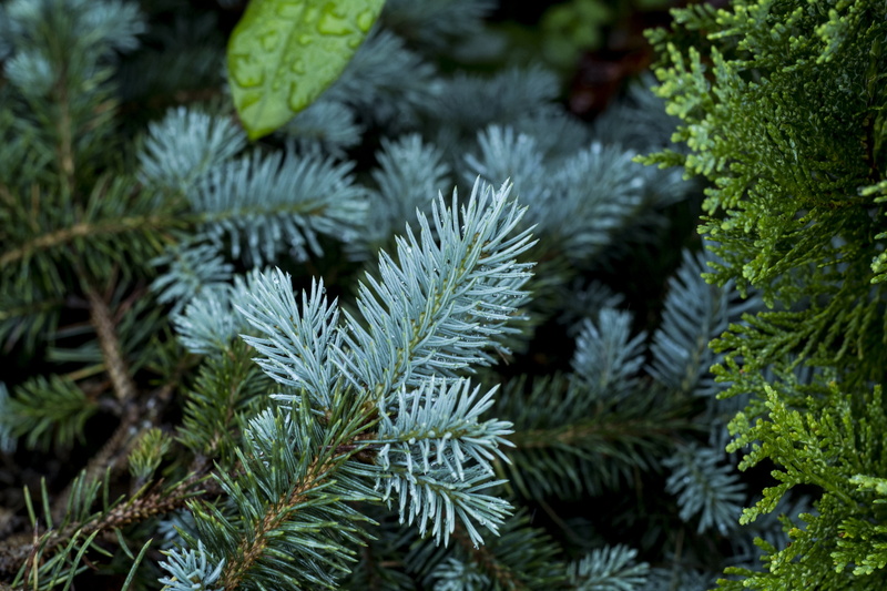 tree, coniferous tree, leafed, plants, growth, plant part, tranquility, needle - plant part, beauty in nature, leaf, full frame, nature, pine tree, plant