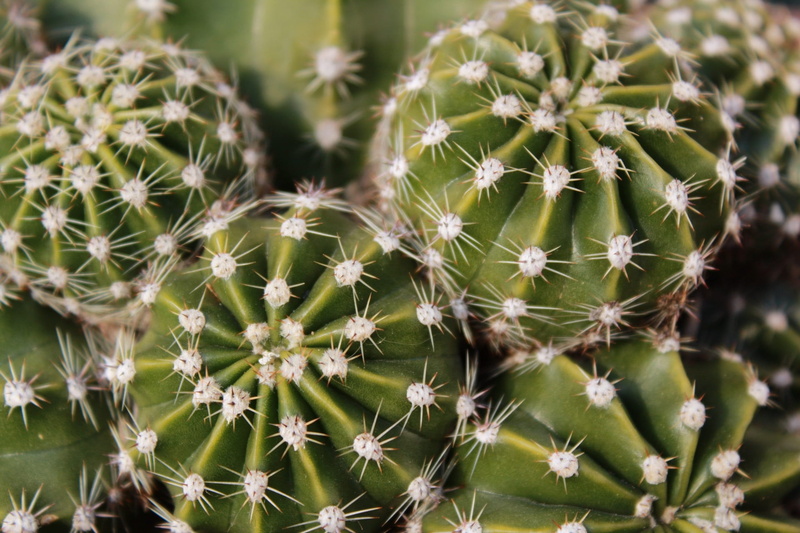 succulent plants, 1080P, outdoors, green color, cactus, natural pattern, more acute, full frame, nature, backgrounds, thorn, succulent plant, sharp, beauty in nature