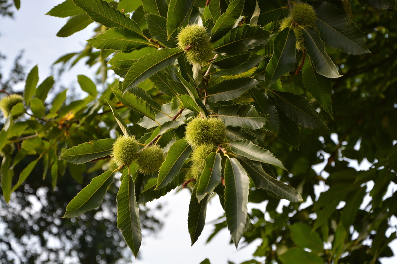 branch, fruit, focus on foreground, freshness, beauty in nature, green, food, 5K, tree, green color, leaf, day, no people, spicy, close-up, spice, food and drink