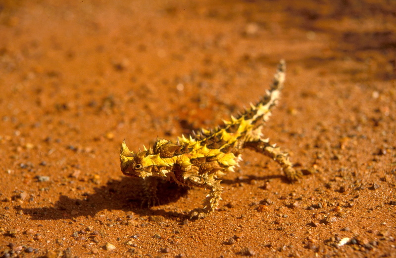 thorny devil, 720P