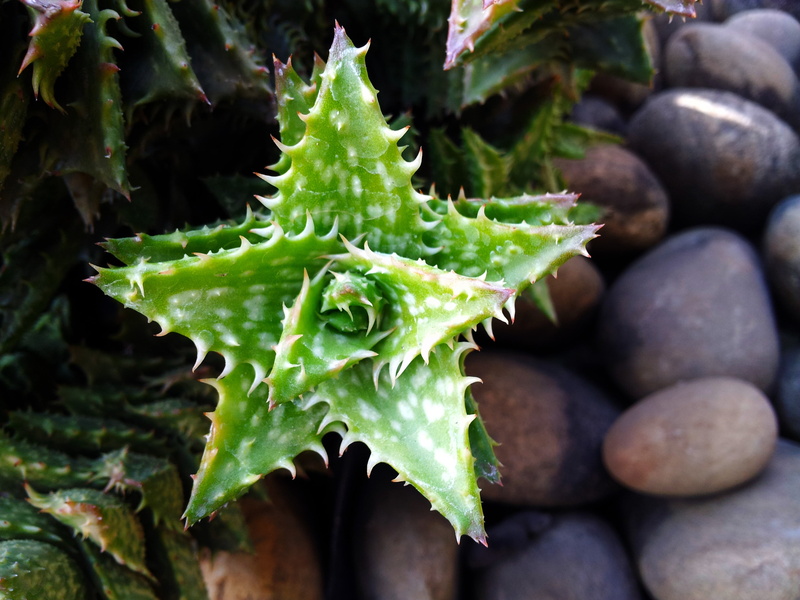leaf, plant, star, outdoors, wellbeing, spiky, food, day, succulent plant, focus on foreground, plant part, high angle view, no people, beauty in nature