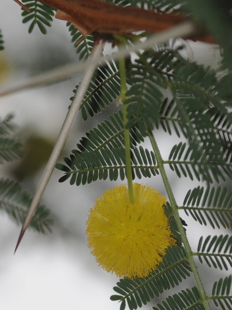no people, day, leaf, vulnerability, freshness, green color, thorn, thorny, tree, flower, nature, focus on foreground, flower head, outdoors, beauty in nature