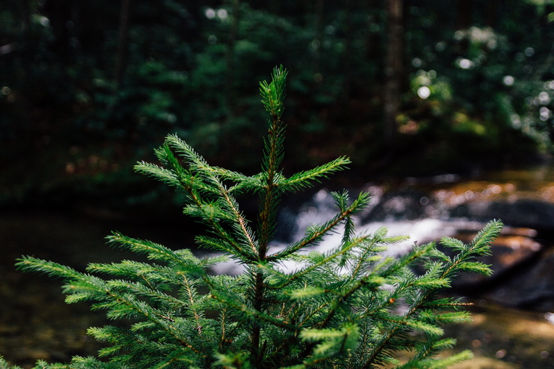 wild, green color, coniferous tree, nature, focus on foreground, plant part, 5K, pinaceae, herb, outdoors, close-up, thorn, thorny, tree, leaf, plant