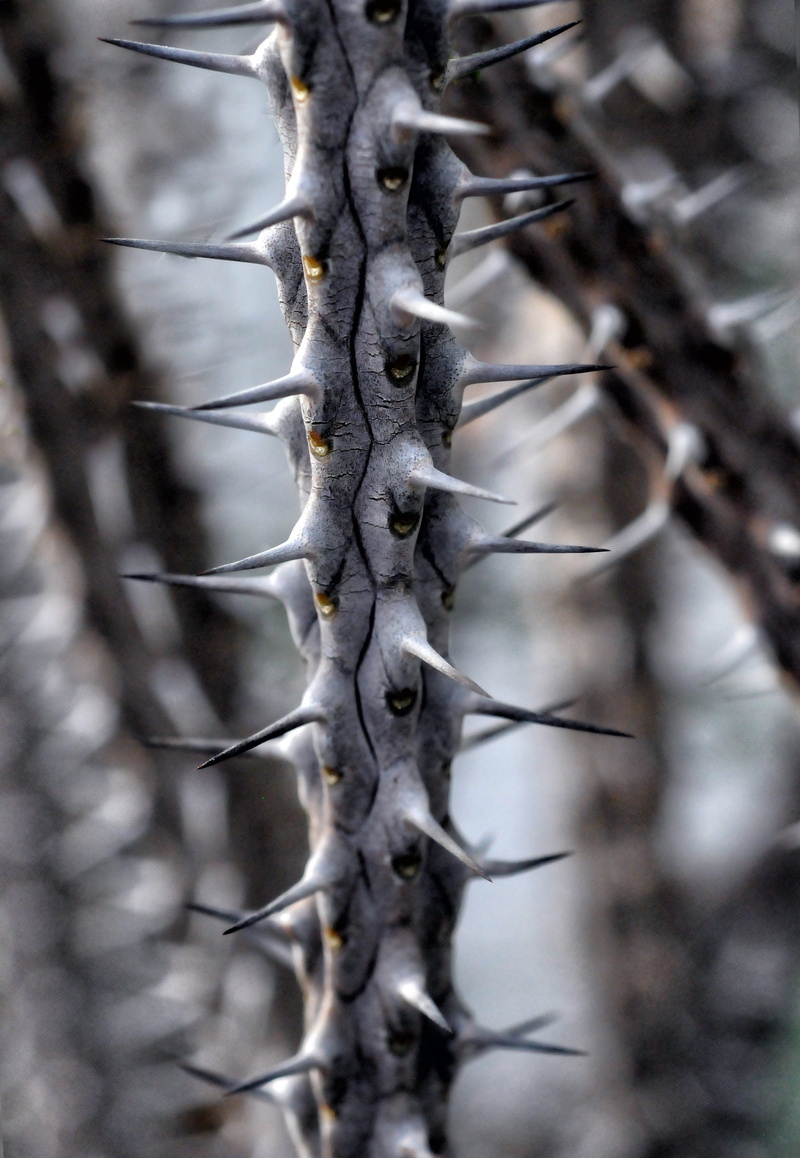focus on foreground, snow, day, photo, 2K, close-up, spice, dry, bare tree, plant, winter, close, spike, tree, cold temperature, gray, land, selective focus