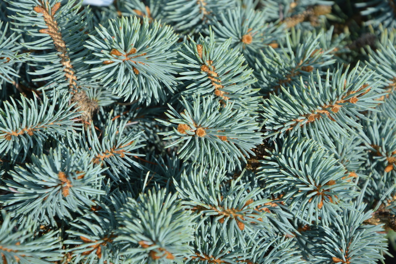 nature, pine, beauty in nature, leaf, full frame, branch, plant part, thorns, tree, coniferous tree, spicy, backgrounds, spruce, pine tree, close-up, 5K