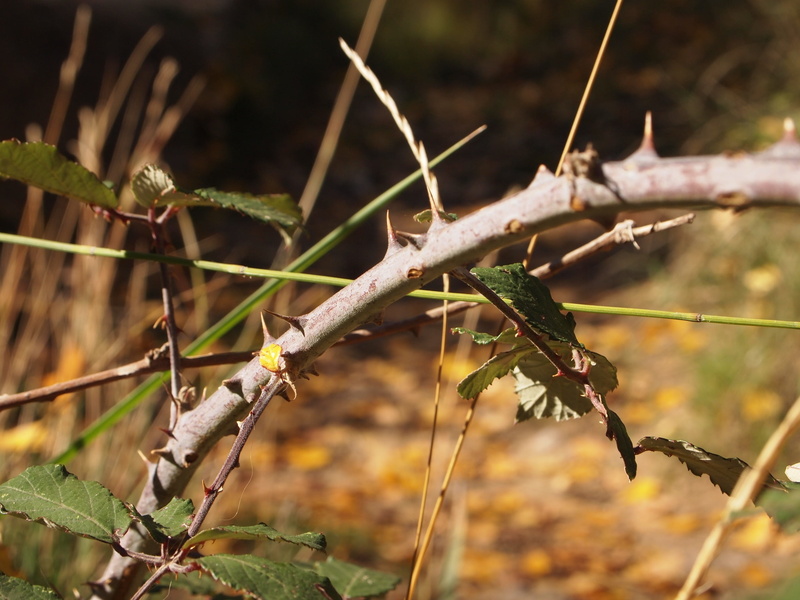 skewer, focus on foreground, day, nature, stick - plant part, plants, plant part, barbed, tree, branch, close-up, one animal, outdoors, animal, dry, animals in the wild