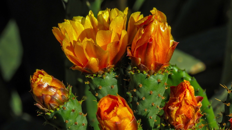 inflorescence, petal, pollen, fragility, focus on foreground, prickly pear cactus, flower, vulnerability, green color, thorny, outdoors, growth, cactus