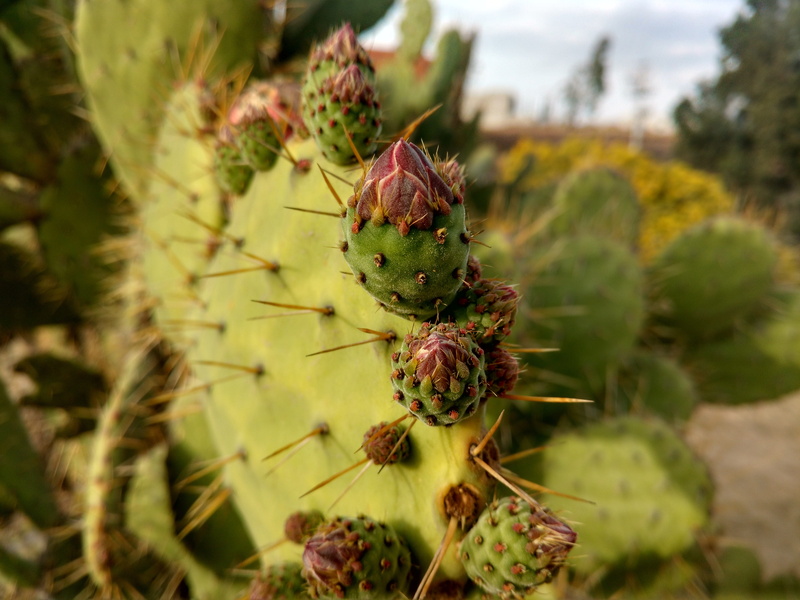 selective focus, outdoors, close-up, thorns, focus on foreground, nature, plant, green color, desert plant, succulent plant, no people, spiked, cactus