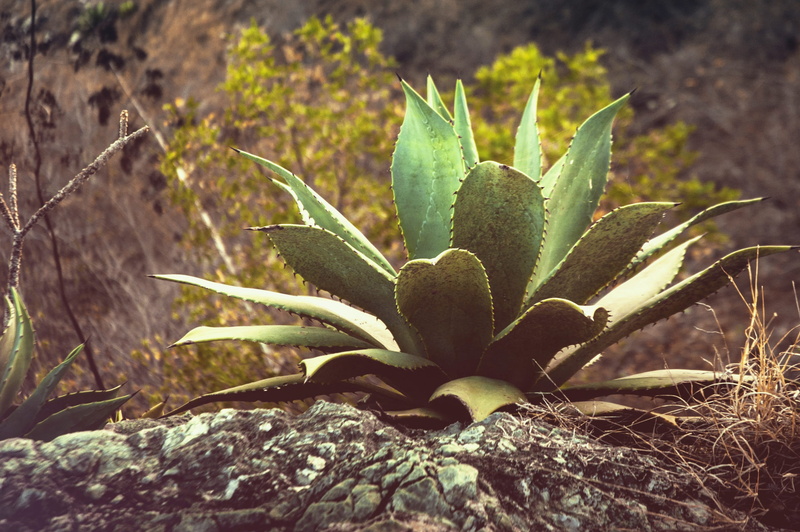 plant, growth, prickly, thorn, focus on foreground, summer, nature, close-up, arid climate, wild, thorns, green color, plant part, tropical, beauty in nature
