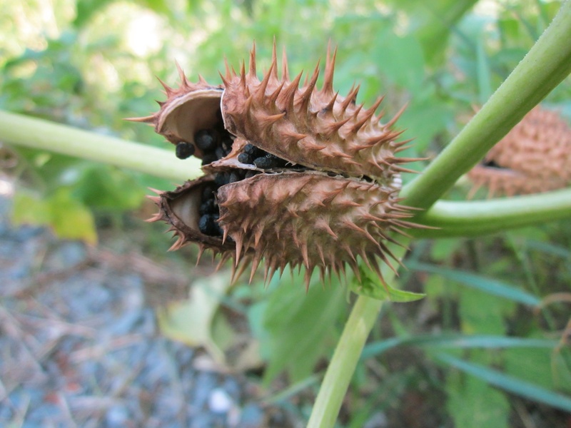 day, animal themes, beauty in nature, focus on foreground, leaf, invertebrate, plant, jimson weed, poisonous, animals in the wild, no people, species, close-up