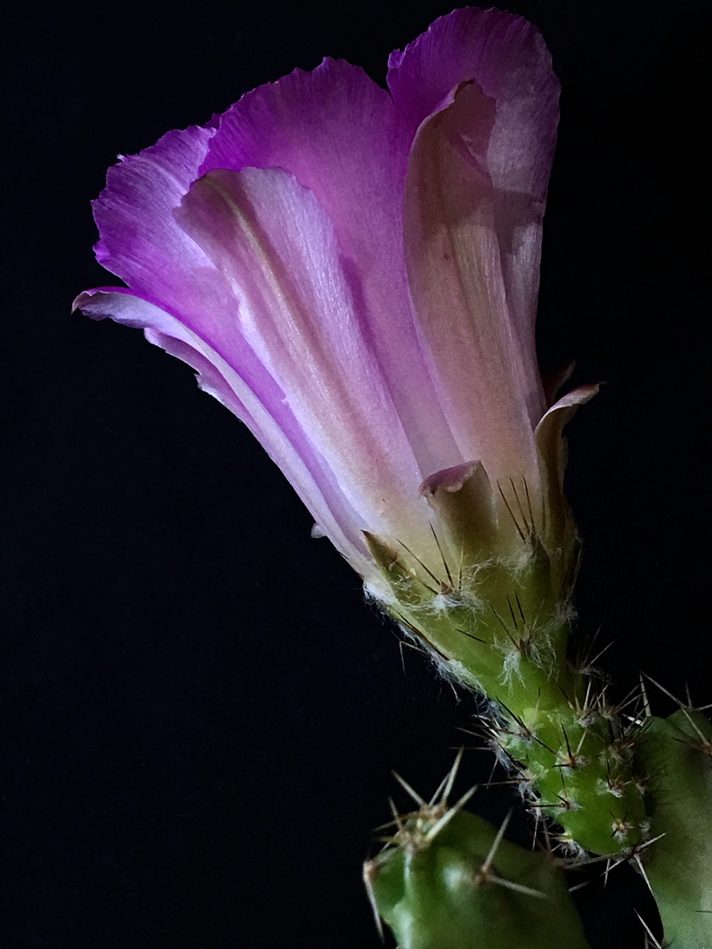inflorescence, thorny, purple, close-up, fragility, growth, freshness, prickly, flowering plant, cactus, spring, desert, flower head, pollen, flower, black background