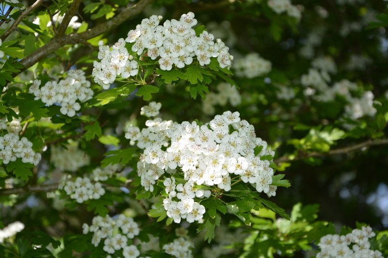 green color, garden, petal, flowering plant, white flowers, close-up, vulnerability, plant, the hawthorns, day, Shrub, growth, bunch of flowers, leaf, fragility