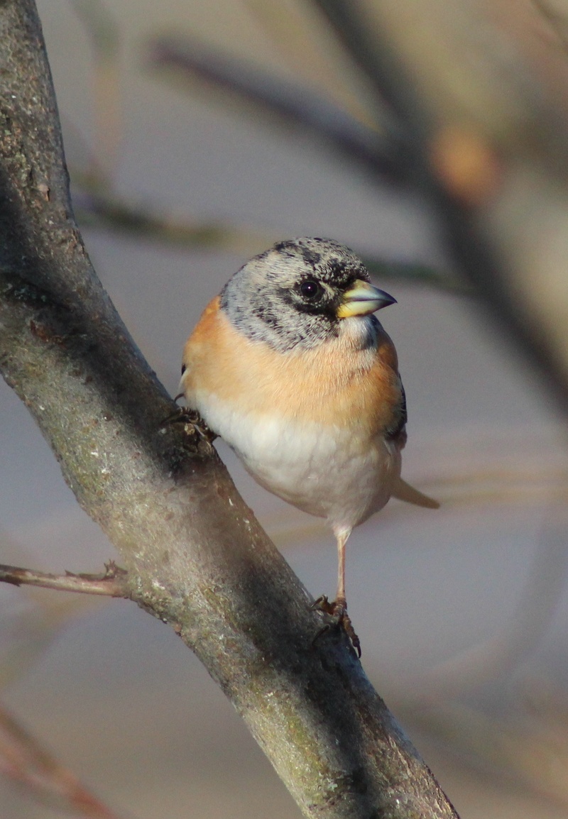 twig, no people, outside, bird, nature, animal themes, beauty in nature, perching, brambling, outdoors, animal wildlife, lichen, close-up, focus on foreground