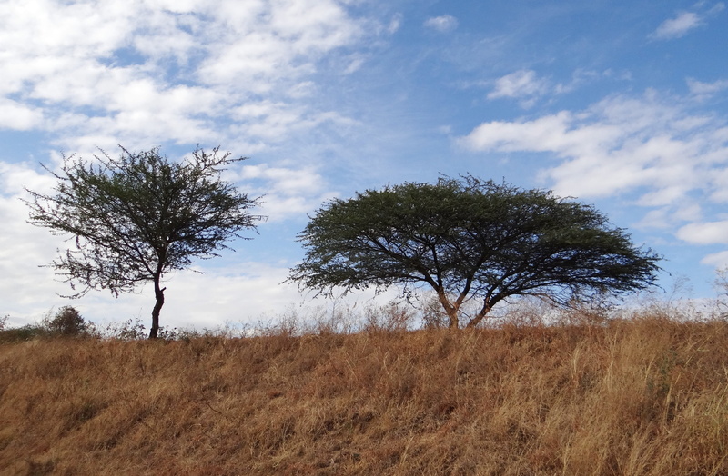 Acacia Nilotica, field, land, sky, beauty in nature, thorny, 4K, tranquil scene, non-urban scene, nature, dry, Tree, outdoors, no people, Hardy, horizon over land