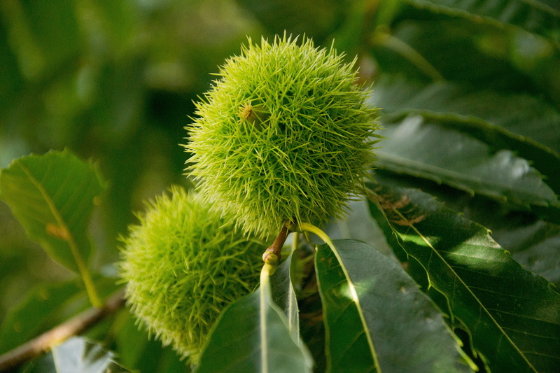 nature, day, green color, healthy eating, freshness, fruit, growth, outdoors, leaf, thorn, close-up, focus on foreground, chestnut, spiked, food, beauty in nature