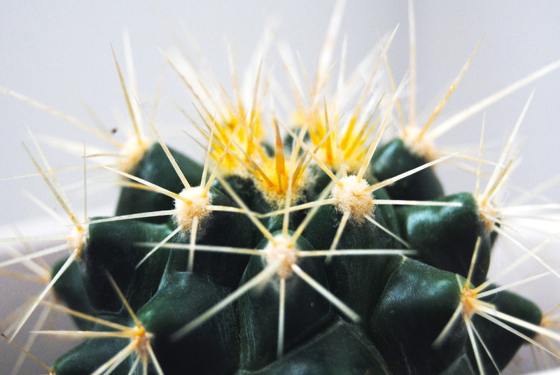 flowering plant, animal, vegetable, desert plant, growth, thorny, green, beauty in nature, sharp, close-up, no people, cactus, fragility, succulent plant